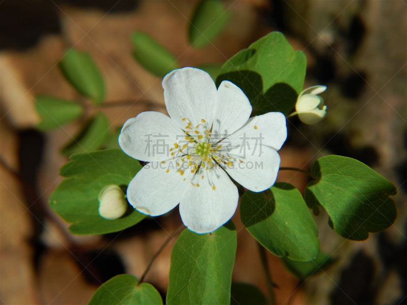 银莲花,鲜花盛开,唐松草,雄蕊,自然,美国,毛茛属植物,水平画幅,绿色,无人