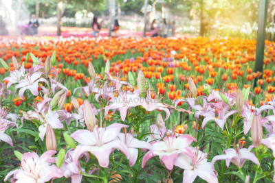百合花,占星百合,东方人,自然,芳香的,水平画幅,无人,特写,园艺,清新