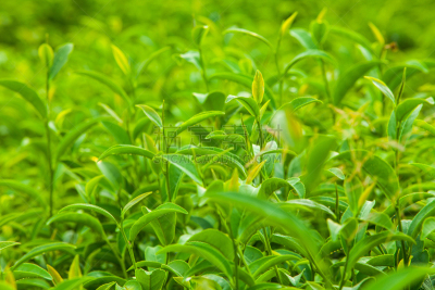 茶树,泰国,阿萨姆,大吉岭,锡金,慕那尔,里山,水平画幅,山,马来西亚