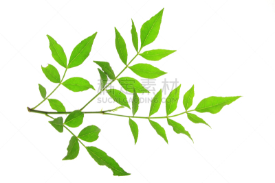 秦椒,四川省,胡椒,花椒属,芸香科,水平画幅,绿色,无人,嫩枝,香料
