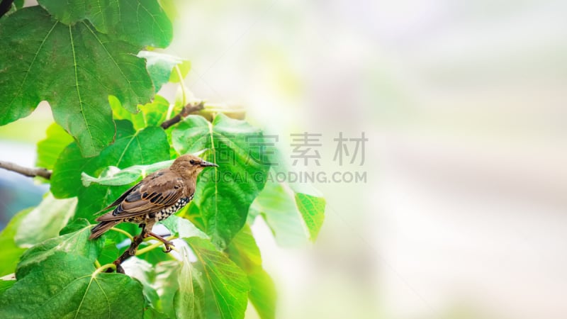 山鸟类,枝,背景,灌木,害虫,无花果,农作物,秘密,可爱的,省立公园