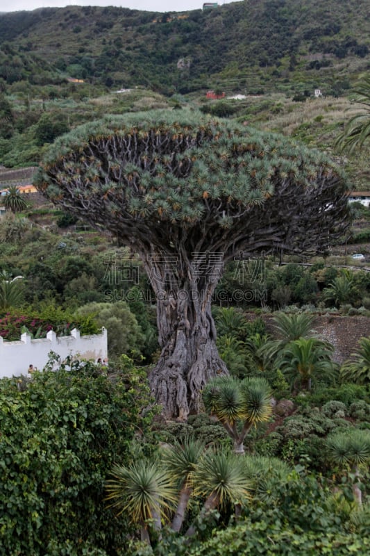 索科特龙血树,龙血树,龙血树种植物,垂直画幅,旅游目的地,无人,大西洋群岛,金丝雀,夏天,岛