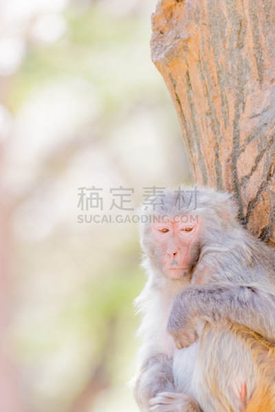 猴子,日本,可爱的,宠物,自然,垂直画幅,野生动物,肖像,风景,图像