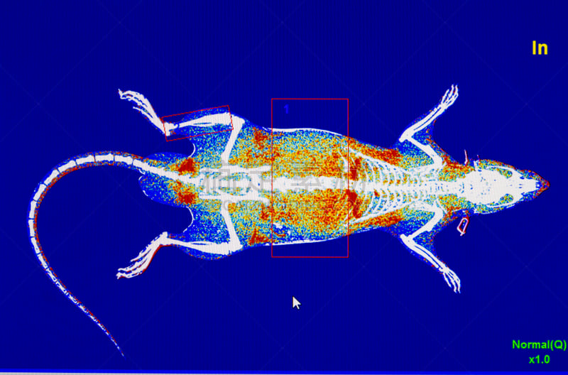 x光,动物,数码图形,斜靠,地名,水平画幅,计算机软件,问题,实验室,泰国