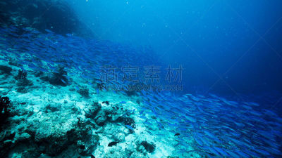 马尔代夫,水下,鲭鱼,巴阿环礁,蓝色,建筑工地,印度次大陆人,群,深的,渔业