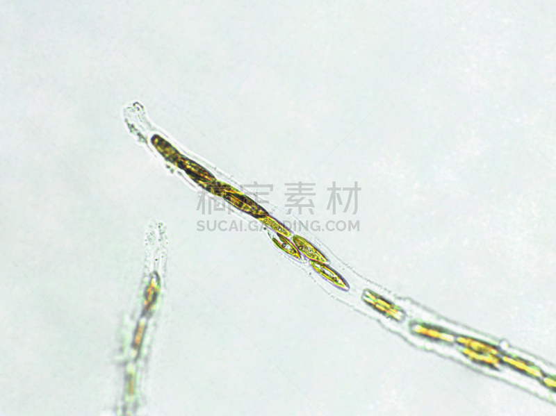放大效果,在下面,生物燃料,显微镜,科学实验,生物课,细胞,池塘,细胞核,硅藻属
