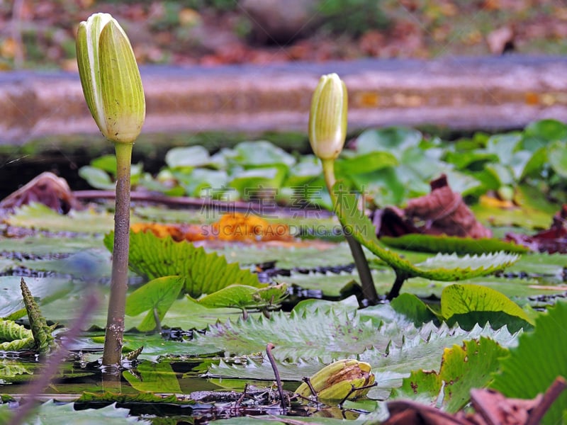 Planta Acuática