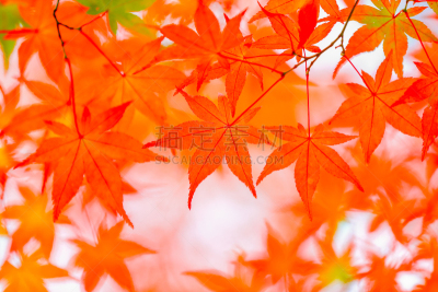 秋天,叶子,层云峡,当地著名景点,著名景点,自然美,枫叶,背景,枫树,日本