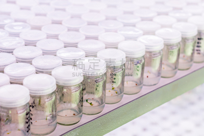 瓶子,微生物,生物科技,水平画幅,科学实验,科学,生物学,实验室,植物,环境保护