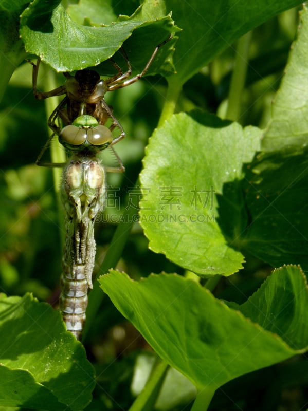 southern hawker dragonfly,新的,垂直画幅,蜻蜓,池塘,幼虫,无人,户外,昆虫,显现