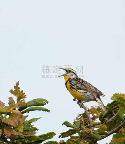 西部草地鹨,自然,垂直画幅,野生动物,鸟类,草地鹨,喙,鸟鸣声,动物,枝