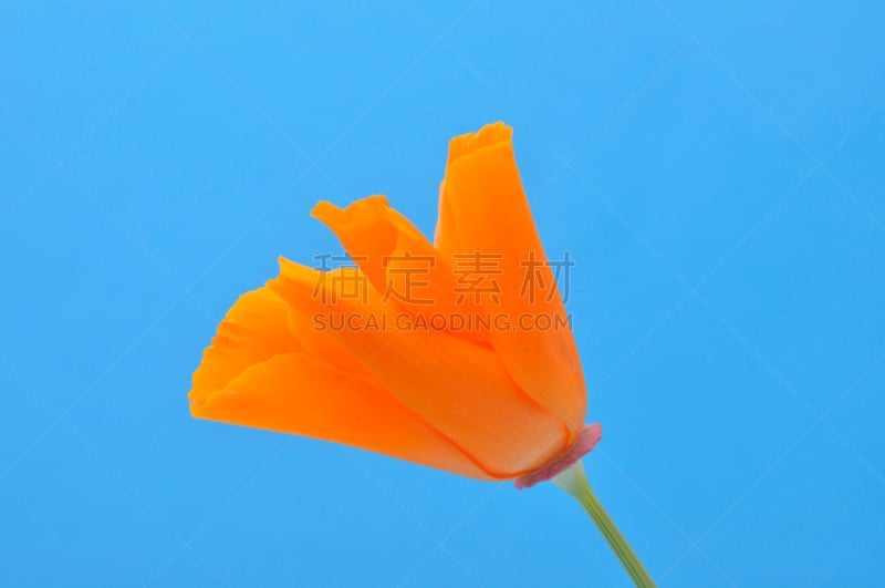 Eschscholzia