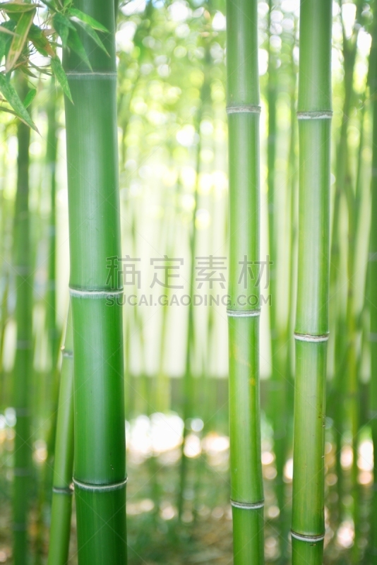 竹,垂直画幅,留白,无人,热带雨林,夏天,户外,特写,树林,竹子叶