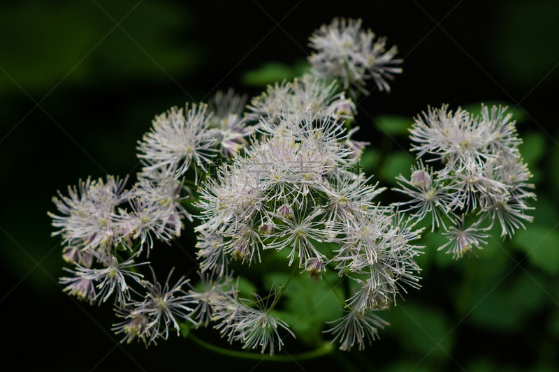 耧斗菜,唐松草,草地,微距,黑色,雨,森林,水平画幅,无人,户外