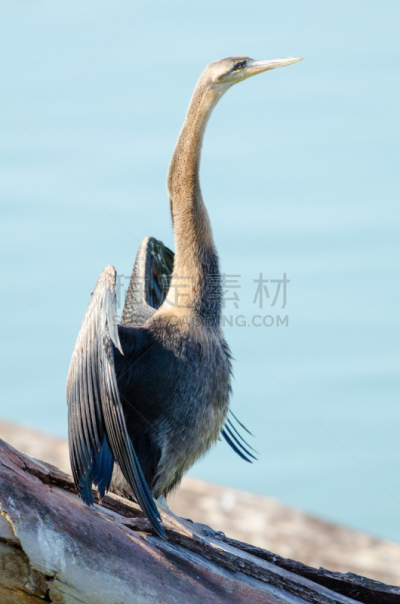 枝,红蛇鹈,死亡的动物,垂直画幅,无人,鸟类,巨大的,蹼足,动物身体部位,南非