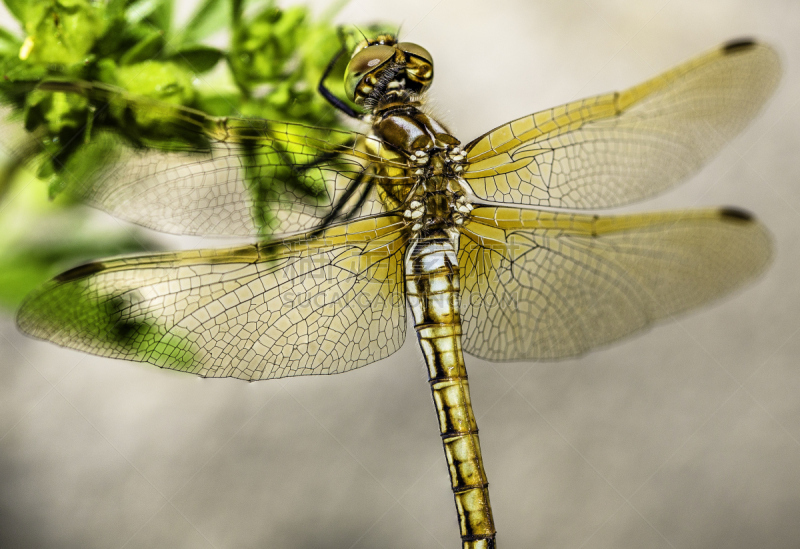 翅膀,blue darter dragonfly,张开翅膀,黄色,黄翅赤蜻,豆娘,蜻蜓目,蜻蜓,水平画幅,动物身体部位