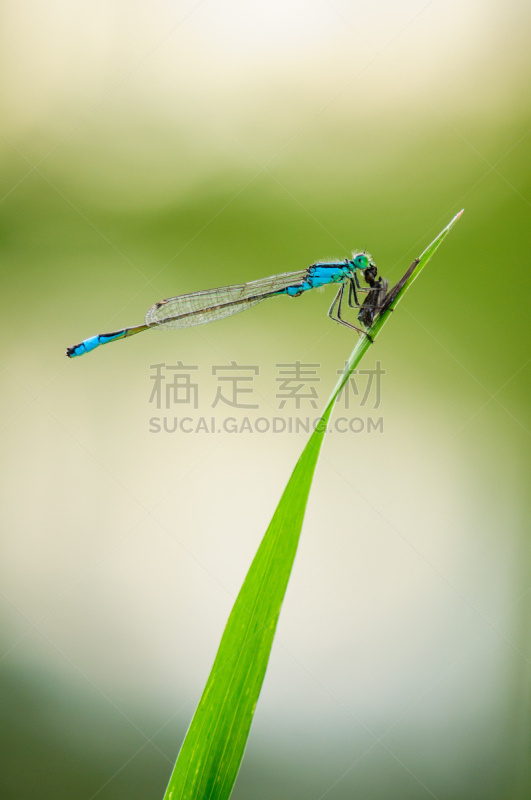 豆娘,蜻蜓,蓝色,秀丽隐杆线虫,自然美,垂直画幅,水,美,窄翅蜻蛉,动物身体部位