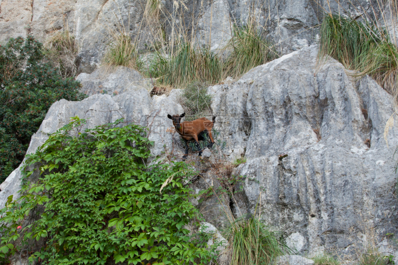 山羊,野生植物,自然,水平画幅,地形,山,无人,sierra de tramuntana,风险,夏天