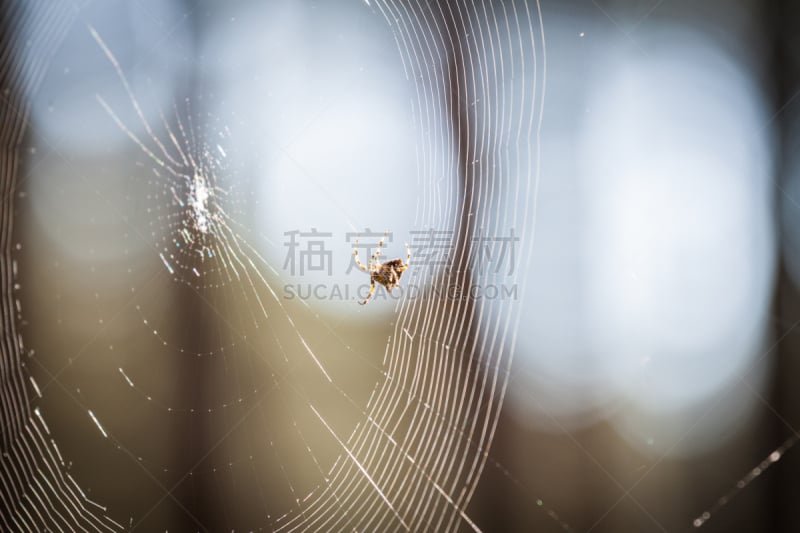 蜘蛛织网,蜘蛛,选择对焦,水平画幅,无人,格子,早晨,蜘蛛纲,野外动物,户外