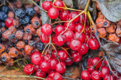Viburnum and  black chokeberry