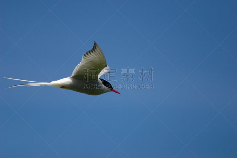 北极燕鸥,天空,美,水平画幅,法夫,鸟类,半空中,苏格兰,夏天,户外