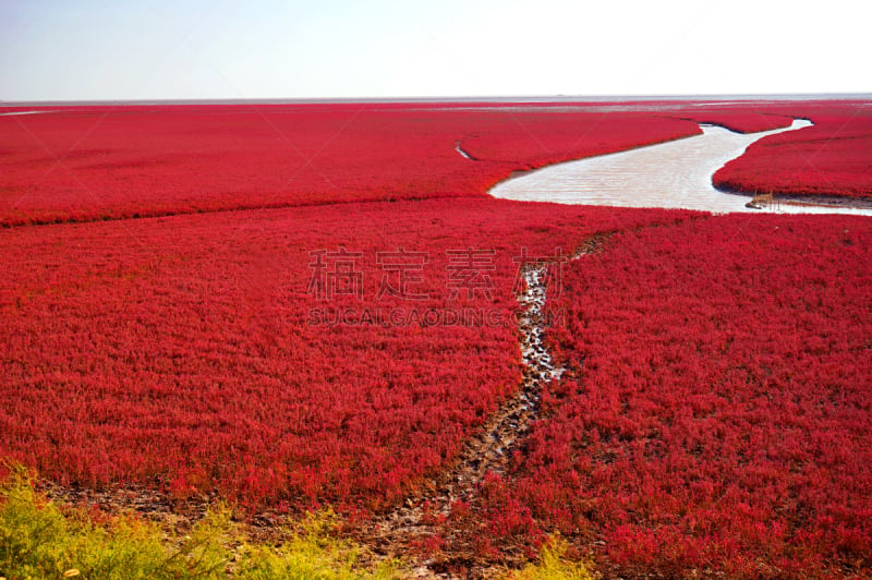 辽宁省,中国,红海滩,生物保护区,瓦登海.,湿地,地球,全景,草,风景