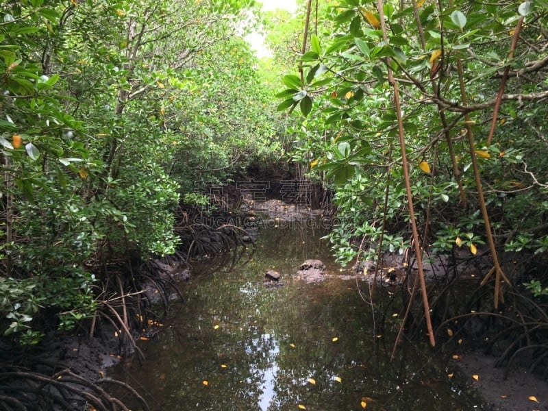 红树林,桑吉巴尔,湿,热带气候,环境,坦桑尼亚,树干,植物,红树,水湾