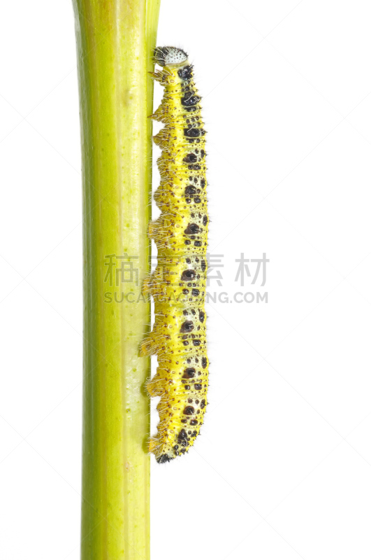 毛虫,cabbage worm,大白蝴蝶,自然,垂直画幅,野生动物,无人,白色背景,背景分离