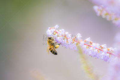 蜜蜂,山楂,留白,水平画幅,无人,夏天,户外,特写,植物,热带气候
