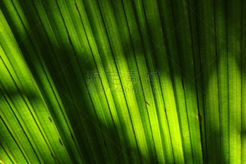 Close-up of a beautiful palm leaf i the Vallée de Mai Nature Reserve on Praslin Island, Seychelles. The reserve is one of the smallest natural UNESCO World Heritage Sites. The  park is the habitat of the endemic coco-de-mer palm tree.