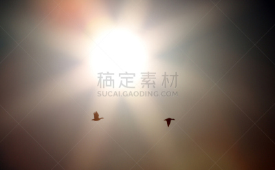 雪雁,帝王谷,沙顿海,水平画幅,无人,雁属,鹅肉,丘陵鹅,鸟类,日出