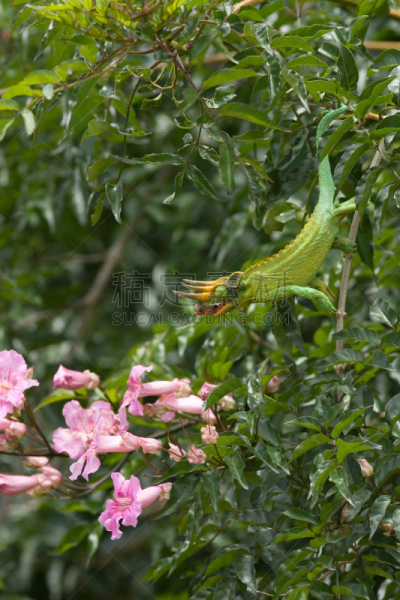 尖嘴变色蜥,杰克森,垂直画幅,图像,蜥蜴,有角的,无人,杰克逊,michael jackson,爬行纲