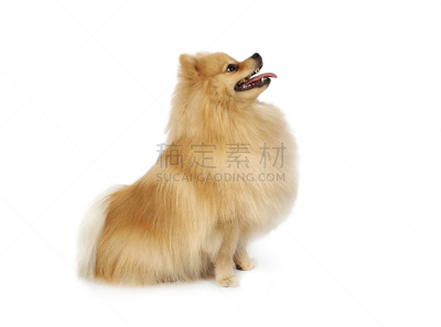 白色,博美犬,可爱的,纯种犬,背景分离,肖像,狗,脊椎动物,哺乳纲,哈巴狗