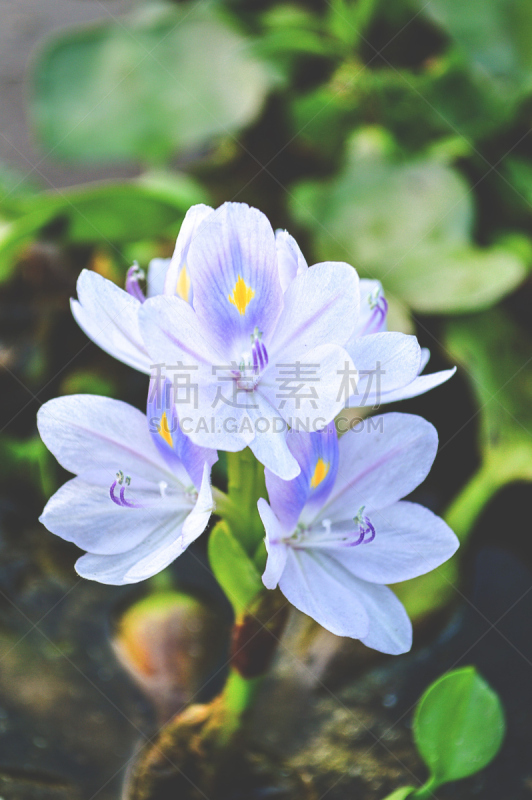 Water Hyacinth flower