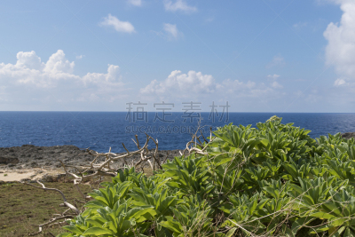 风景,波照间岛,休闲活动,枝繁叶茂,郊区,竹富町,海岬,夏天,滨水,海滩