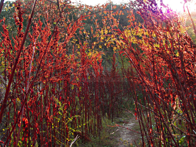 早晨,褐色,水平画幅,绿色,林区,无人,户外,干的,野生植物,西班牙