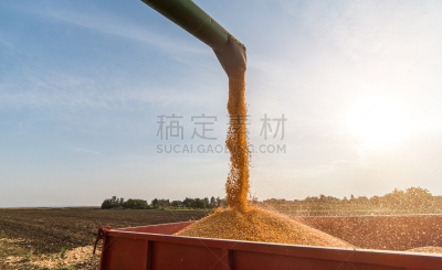 玉米,拖拉机,农作物,谷类,农业,单一栽培,景观设计,食品,熟的,设备用品
