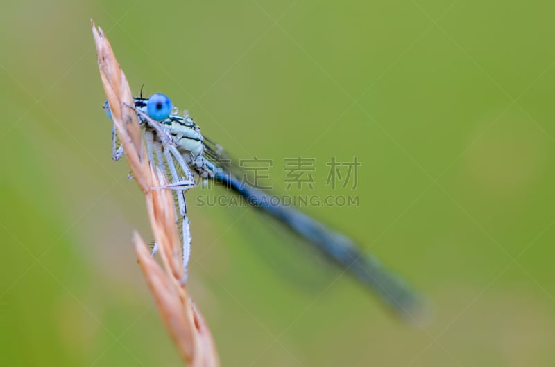 动物眼睛,外壳,背面视角,巨大的,蓝蜻蜓,草,水,窄翅蜻蛉,水平画幅,无人