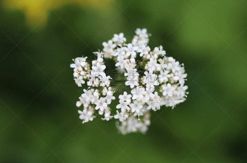 缬草属植物,鹭管鱼,缬草,芳香的,水平画幅,无人,夏天,特写,白色,植物