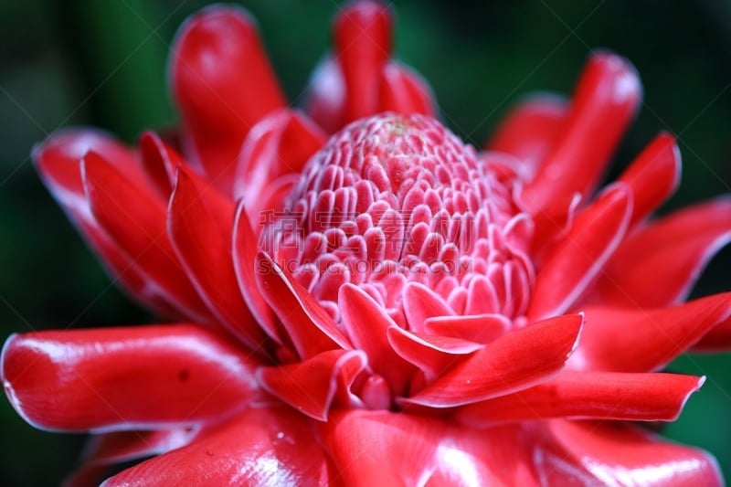 gingerlily,手电筒,torch ginger,自然,水平画幅,无人,热带的花,花的组成部分,泰国,摄影