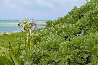 仅一朵花,海滩,竹富岛,冲绳县,风景,留白,休闲活动,沙子,平视角,竹富町