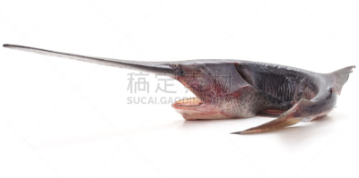 白鲟,生食,巨大的,气候,淡水,运动,食品,环境,鲟鱼,动物牙齿