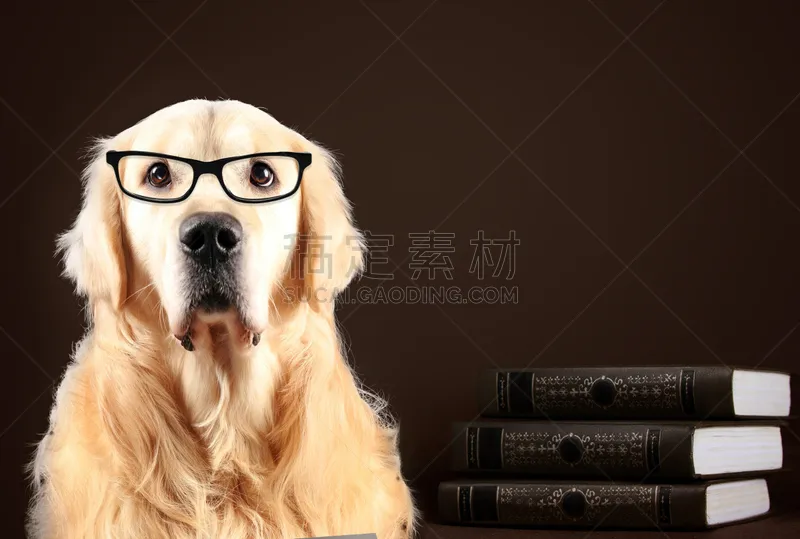 眼镜 狗 书 黑色背景 金毛寻回犬 宠物服装 寻回犬 拉布拉多犬 讲师 小狗图片素材下载 稿定素材 眼镜 狗 书 黑色背景 金毛寻回犬 宠物服装 寻回犬 拉布拉多犬 讲师 小狗图片素材下载 稿定素材