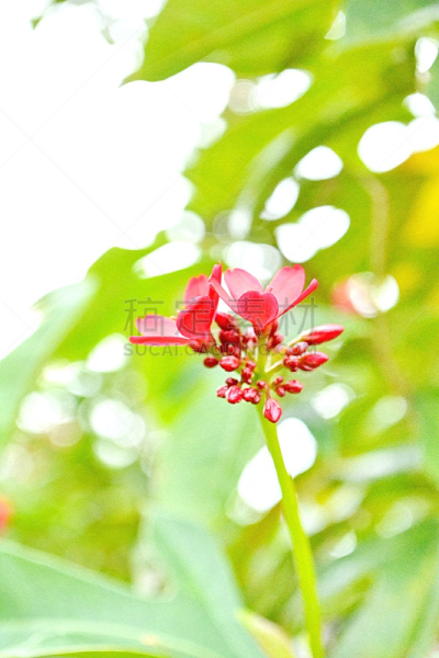 红色,全缘麻风树,垂直画幅,无人,夏天,植物,枝,植物学,清新,大特写
