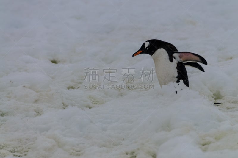 库佛维尔岛,南极洲,巴布亚企鹅,可爱的,野生动物,雪,动物,鸟类,鹅卵石,背景