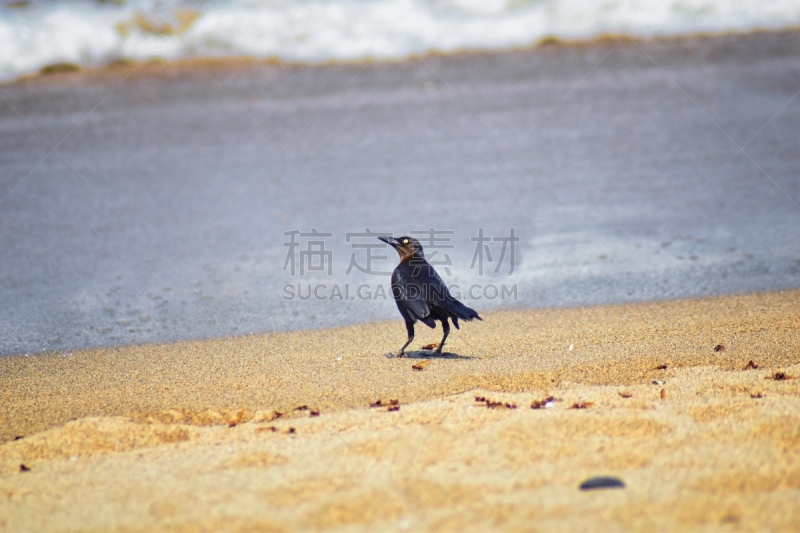 鸟类,海滩,翅膀,墨西哥,皇后伞树,科学,飞,死亡,吃,交配