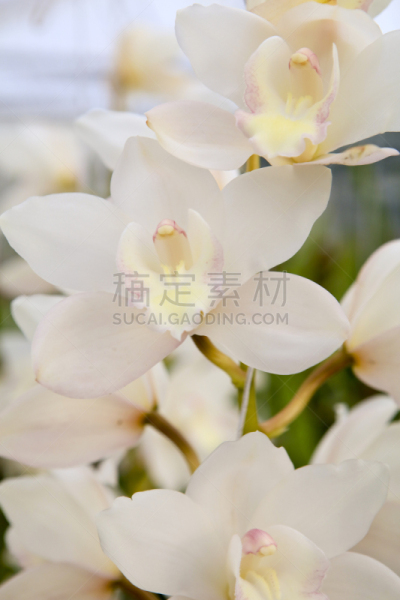 兰花,仅一朵花,白色,奶油,自然,垂直画幅,植物,喉咙,萼片,花瓣
