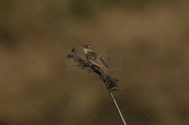 莎草莺,莎草,鸣鸟,褐色,水平画幅,鸟类,枝,嫩枝,摄影,坐