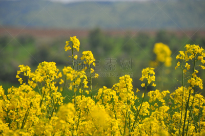 田地,芸苔,天空,美,水平画幅,无人,户外,明亮,草甘膦,反差