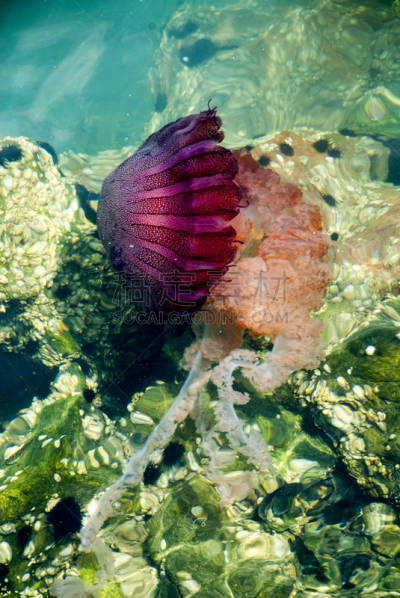 蓝色,深的,海洋,水母,垂直画幅,水,形状,水下,海产,野外动物